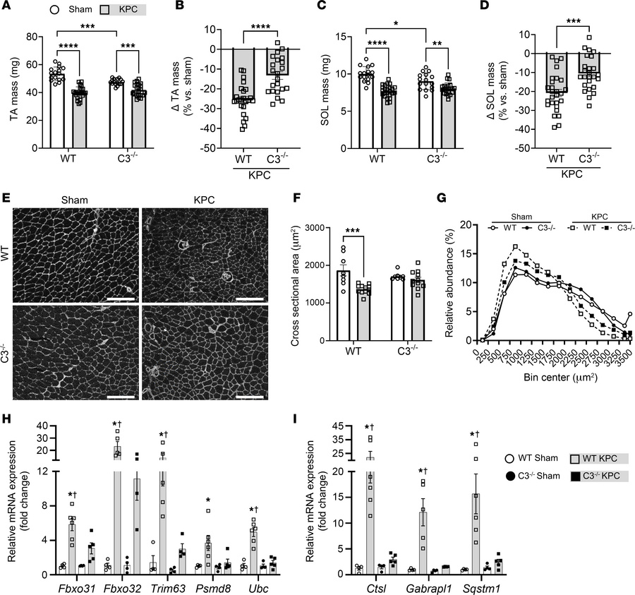 Deletion of C3 attenuates KPC-induced limb muscle wasting.
(A) Tibialis ...