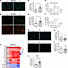 Orthotopic KPC model of PDAC-associated cachexia recapitulates skeletal mus
