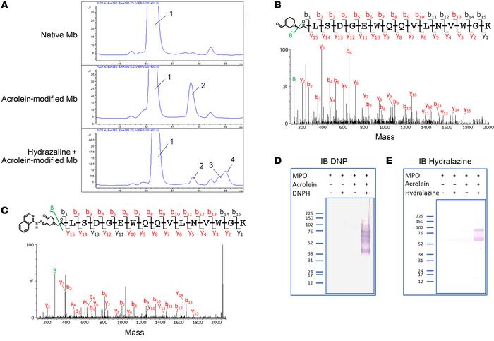 In vitro investigation of carbonyl derivatives and hydrazone adduct form...
