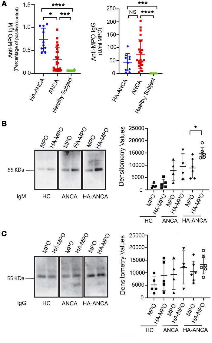 IgM is a primary subtype of immunoglobins that is generated against hydr...