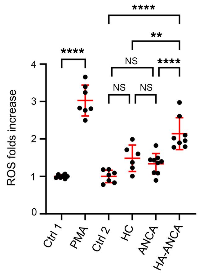 IgM purified from patients with hydralazine-associated ANCA significantl...