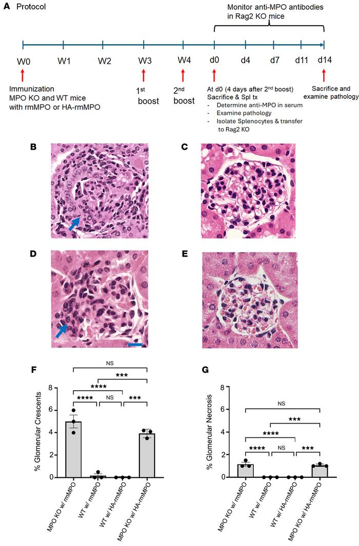Glomerulonephritis is induced in the Rag2-knockout mice by transfer of s...