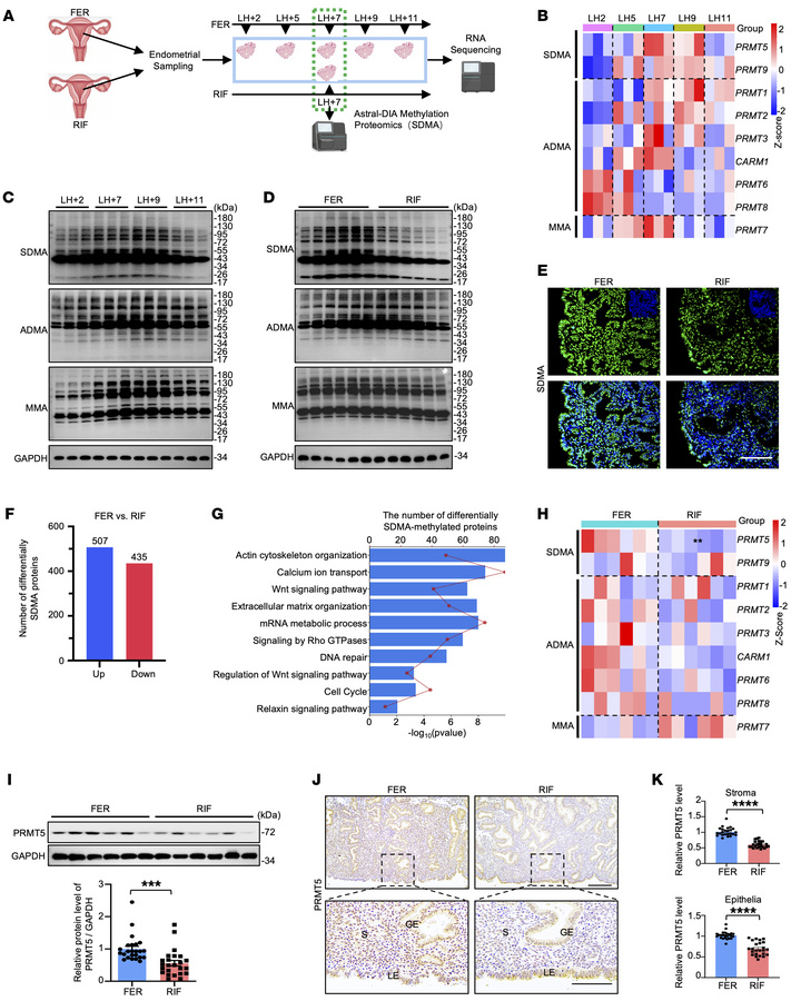 PRMT5-mediated arginine methylome is compromised in RIF.
(A) Schematic d...
