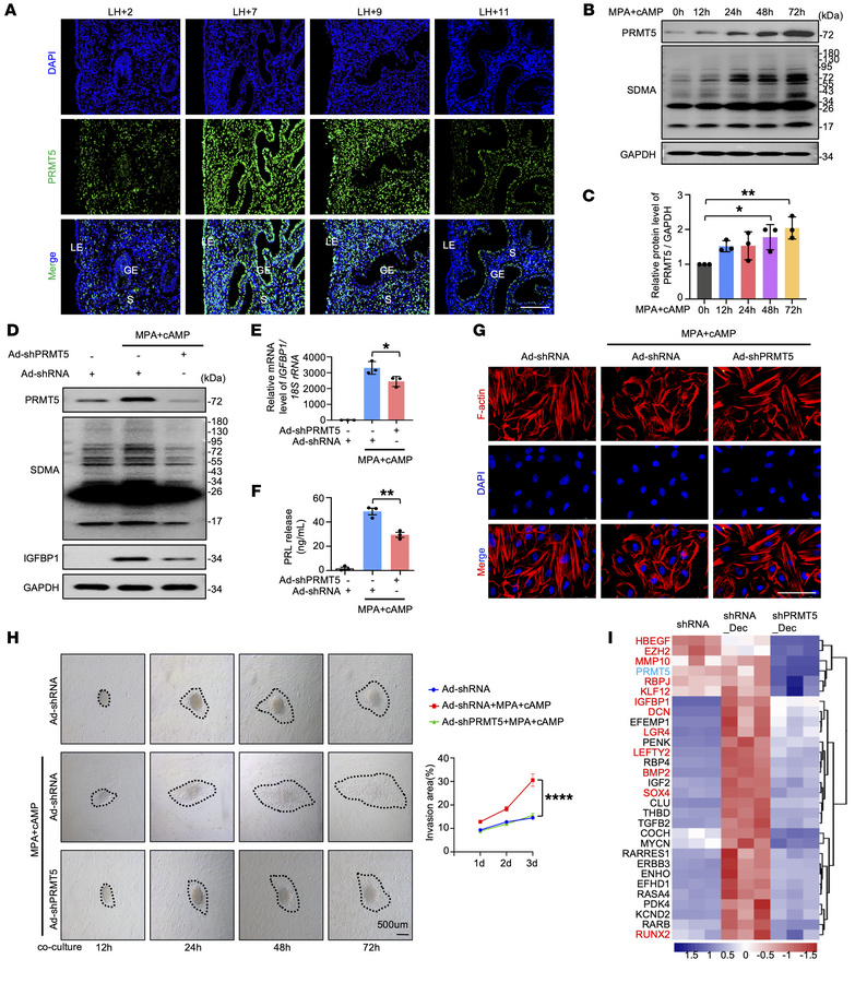 PRMT5 is indispensable for endometrial stromal decidualization and troph...