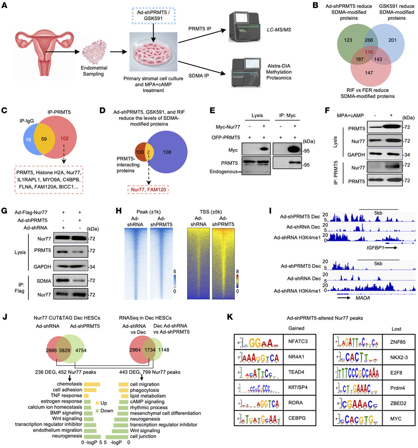 PRMT5 methylates Nur77 and regulates its chromatin occupancy during deci...