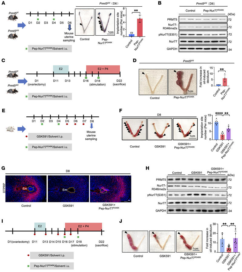 Pep-Nur77R346K ameliorates decidualization defects and embryo implantati...