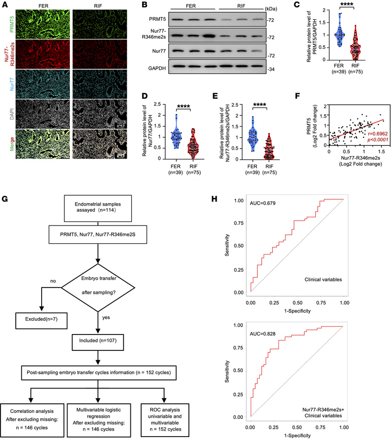 Reduced endometrial PRMT5 and Nur77-R346me2s are associated with RIF and...