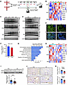 PRMT5-mediated arginine methylome is compromised in RIF.