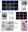 PRMT5 is indispensable for endometrial stromal decidualization and trophobl