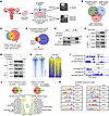 PRMT5 methylates Nur77 and regulates its chromatin occupancy during decidua