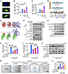 A Nur77-derived peptide with R346K mutant (Pep-Nur77R346K) promotes EnSC de