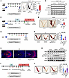 Pep-Nur77R346K ameliorates decidualization defects and embryo implantation