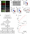 Reduced endometrial PRMT5 and Nur77-R346me2s are associated with RIF and pr