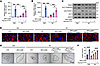 Pep-Nur77R346K restores decidualization-associated responses in RIF-derived