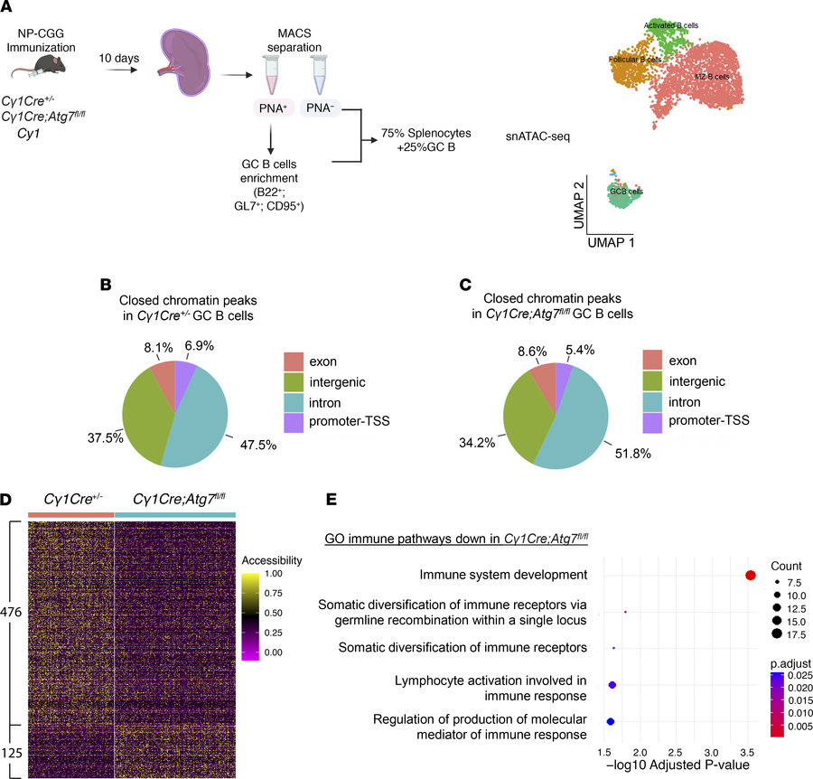 Autophagy regulates GC B cell chromatin landscape.
(A) Schematic visuali...
