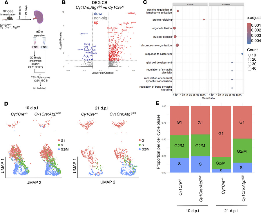 In vivo autophagy orchestrates GC transcriptional program and affects ce...