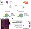 Autophagy regulates GC B cell chromatin landscape.
