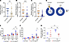 Reduced somatic mutations and antibody affinity in autophagy-impaired GC B