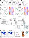 Autophagy is required for DZ to LZ circulation.