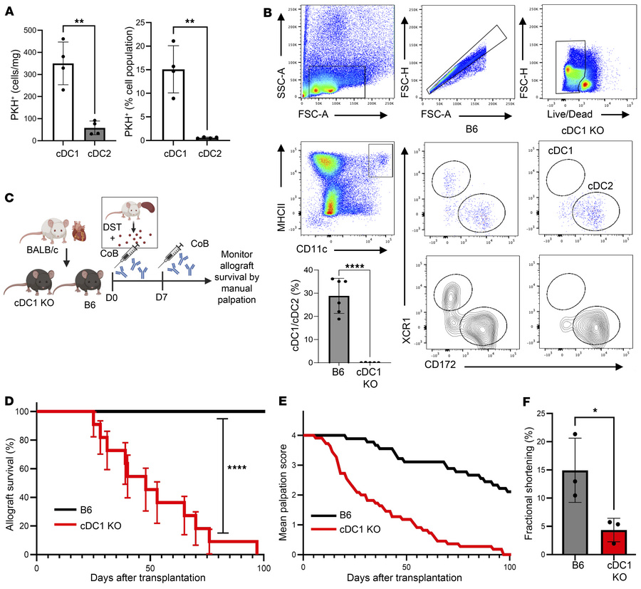 cDC1s are required for donor splenocyte transfusion and anti-CD40L costi...