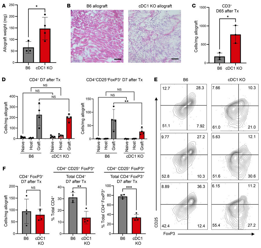cDC1s are critical for CD25+FoxP3+ T cell induction in cardiac allograft...