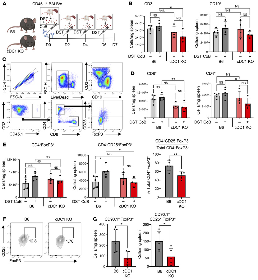 cDC1s are necessary for induction of splenic CD25+FoxP3+ T cells after D...