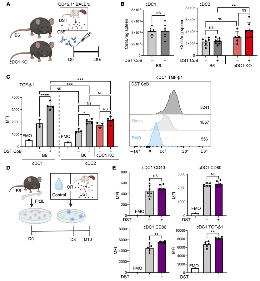 After exposure to allogenic cells, cDC1s increase expression of TGF-β1.
...