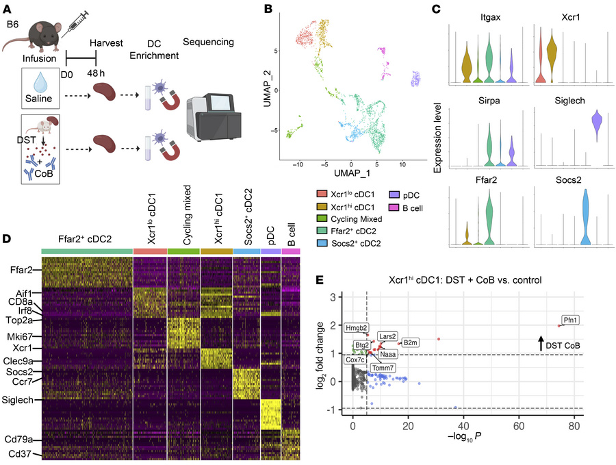 Conventional DC subsets display unique transcriptional signatures that a...