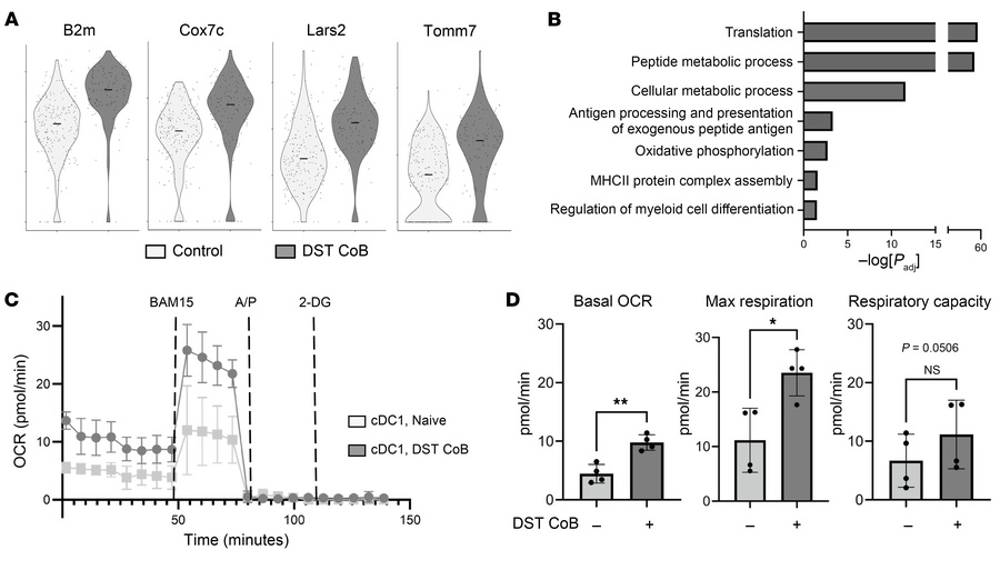 Mitochondrial respiration is increased in cDC1s after exposure to DST + ...