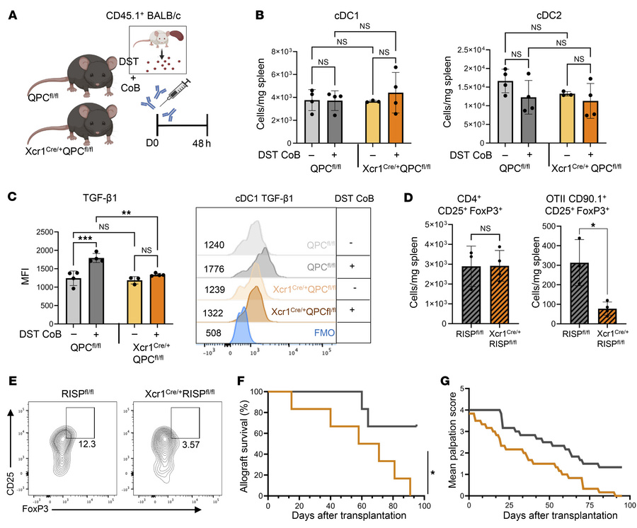 Mitochondrial respiratory transport chain complex III is required for in...