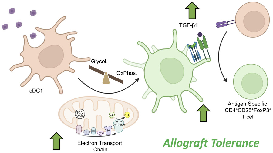 graphical abstract