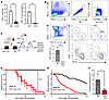 cDC1s are required for donor splenocyte transfusion and anti-CD40L costimul