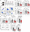 cDC1s are necessary for induction of splenic CD25+FoxP3+ T cells after DST