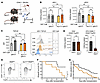 Mitochondrial respiratory transport chain complex III is required for induc