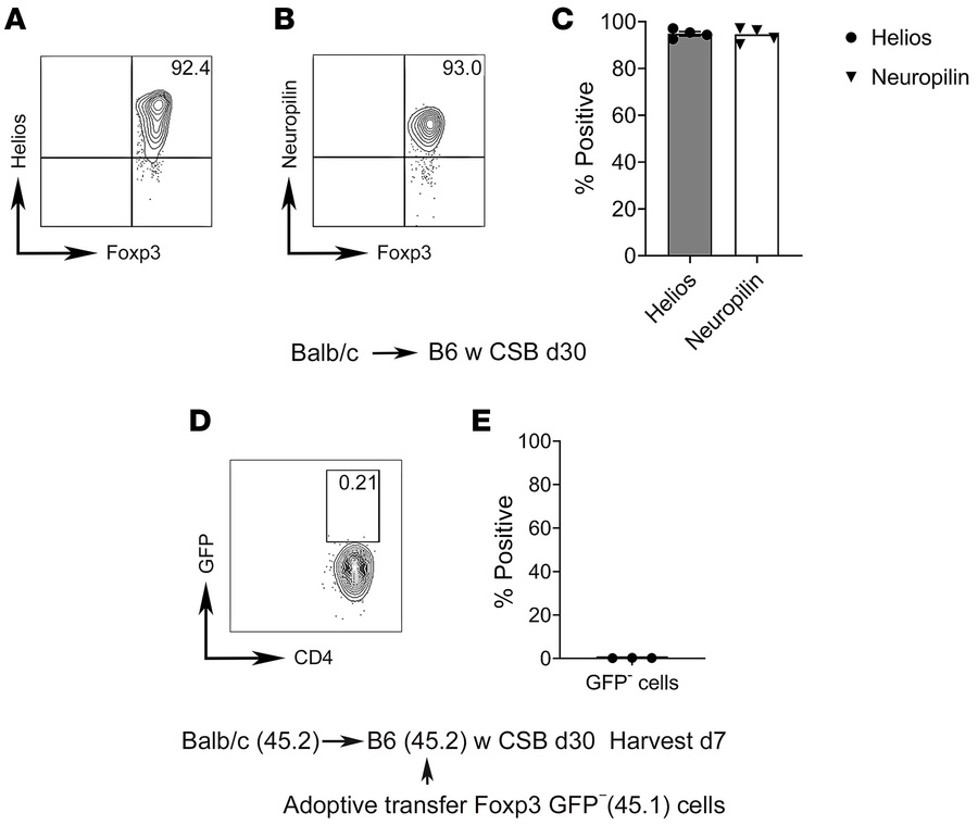 Graft-infiltrating Foxp3+ cells are derived from the thymus rather than ...