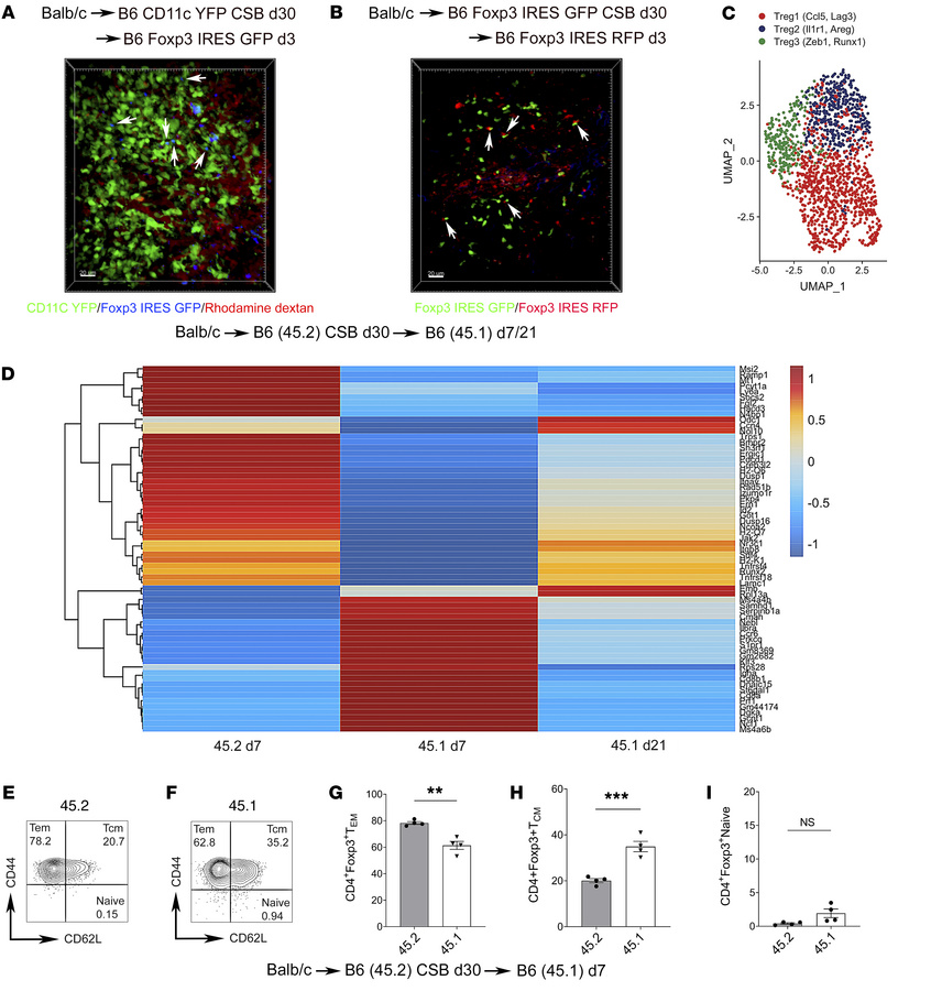 Newly recruited Foxp3+ cells infiltrate BALT within tolerant lung allogr...