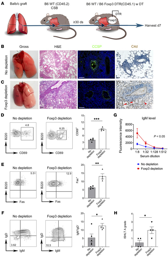Depletion of recipient Foxp3+ cells results in loss of allograft toleran...