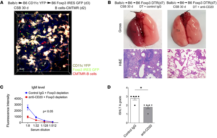 Rejection after recipient Foxp3+ cell depletion is dependent on B cells....