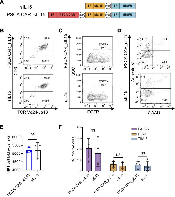 iNKT cells expressing the PSCA CAR_sIL-15 construct demonstrate excellen...