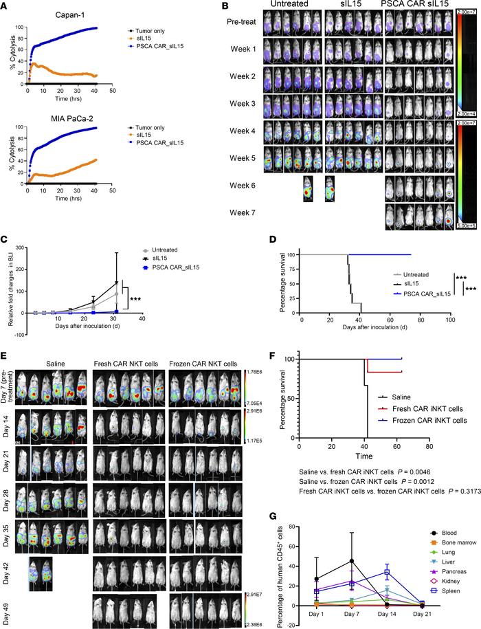 Cryopreserved and fresh PSCA CAR_sIL-15 iNKT cells exhibit comparable an...