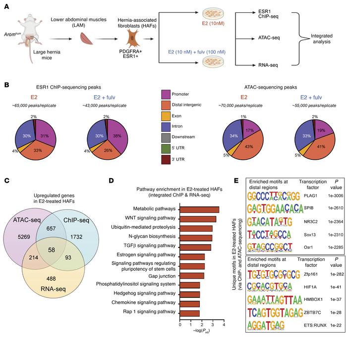Multiomics analysis reveals E2/ESR1 signaling changes in HAFs.
(A) Illus...
