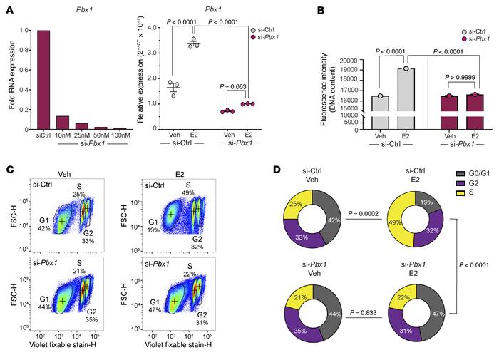 
Pbx1 plays a key role in mediating E2-driven proliferation of HAFs.
(A)...
