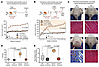 Fulvestrant treatment prevents and reverses well-established large hernias