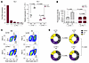 Pbx1 plays a key role in mediating E2-driven proliferation of HAFs.
