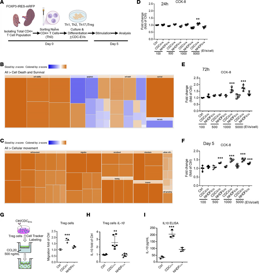 CDC-EVs induce human iTreg proliferation, migration, and induction of IL...