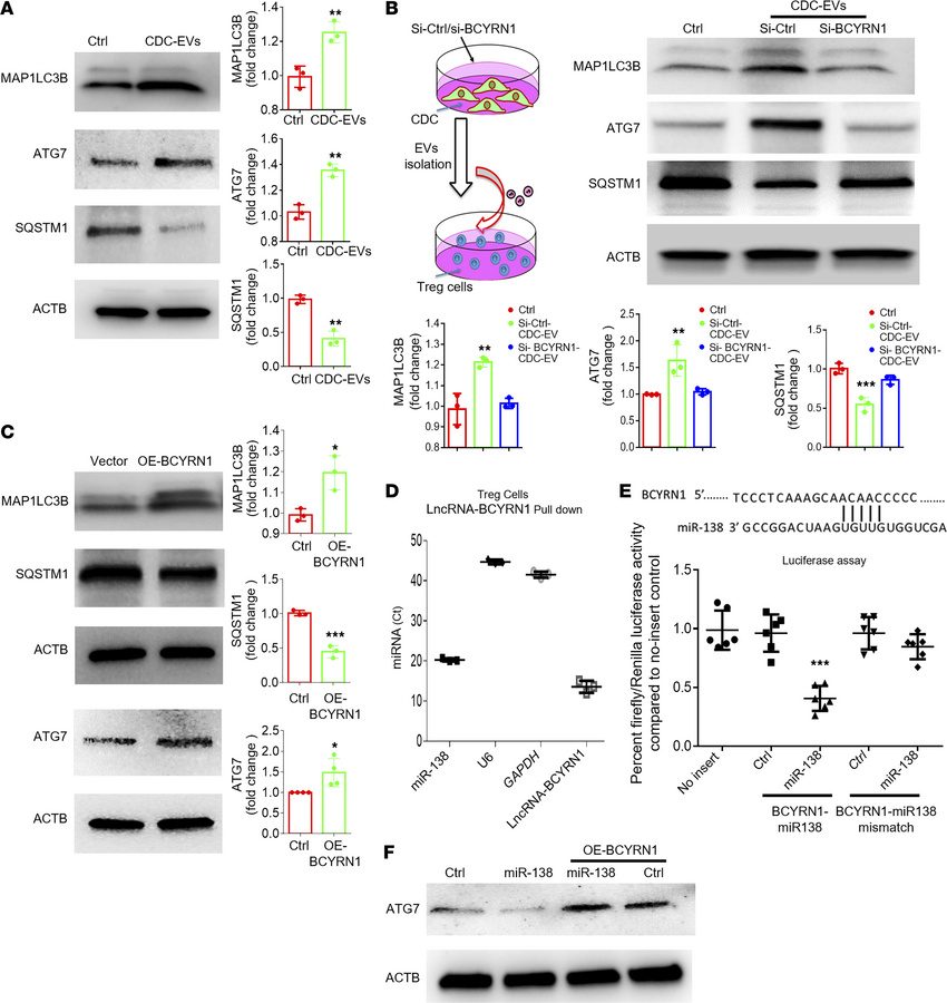 CDC-EV BCYRN1 induces autophagy by competitively binding miR-138 to regu...