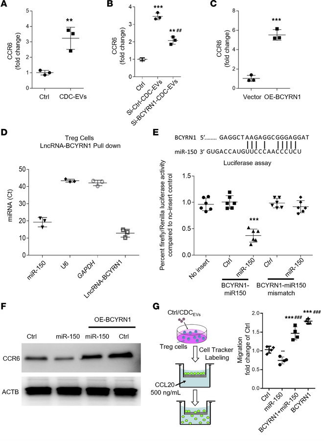 CDC-EV BCYRN1 induces Treg migration by competitively binding miR-150 to...