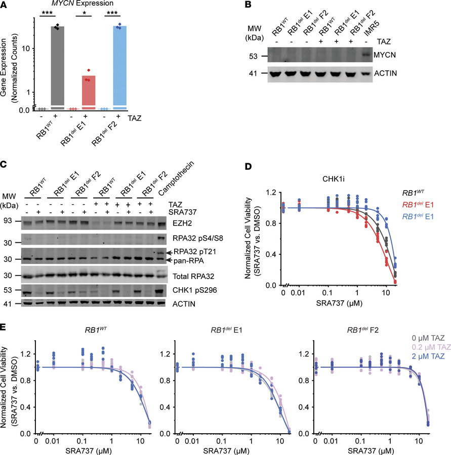 CHK1 inhibition does not induce replication stress or synergize with taz...