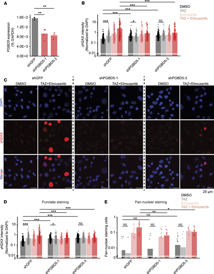 Tazemetostat-induced DNA damage is PGBD5 dependent.
(A) RT-qPCR showing ...