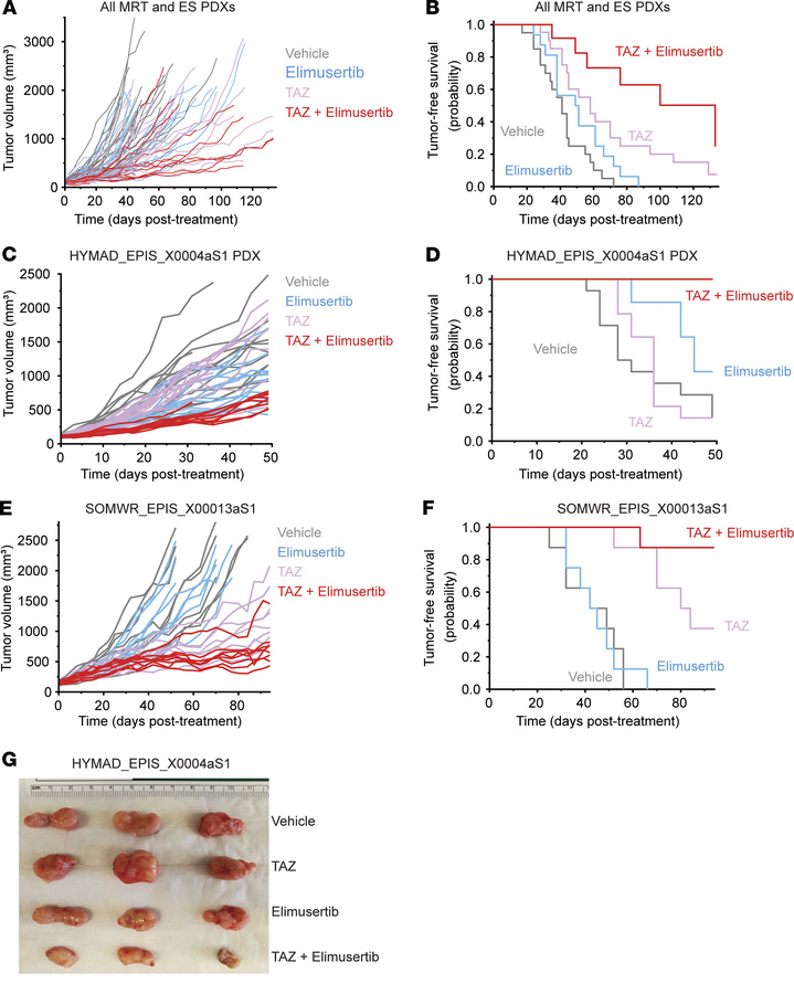 Tazemetostat plus elimusertib improves therapeutic response in vivo.
(A)...